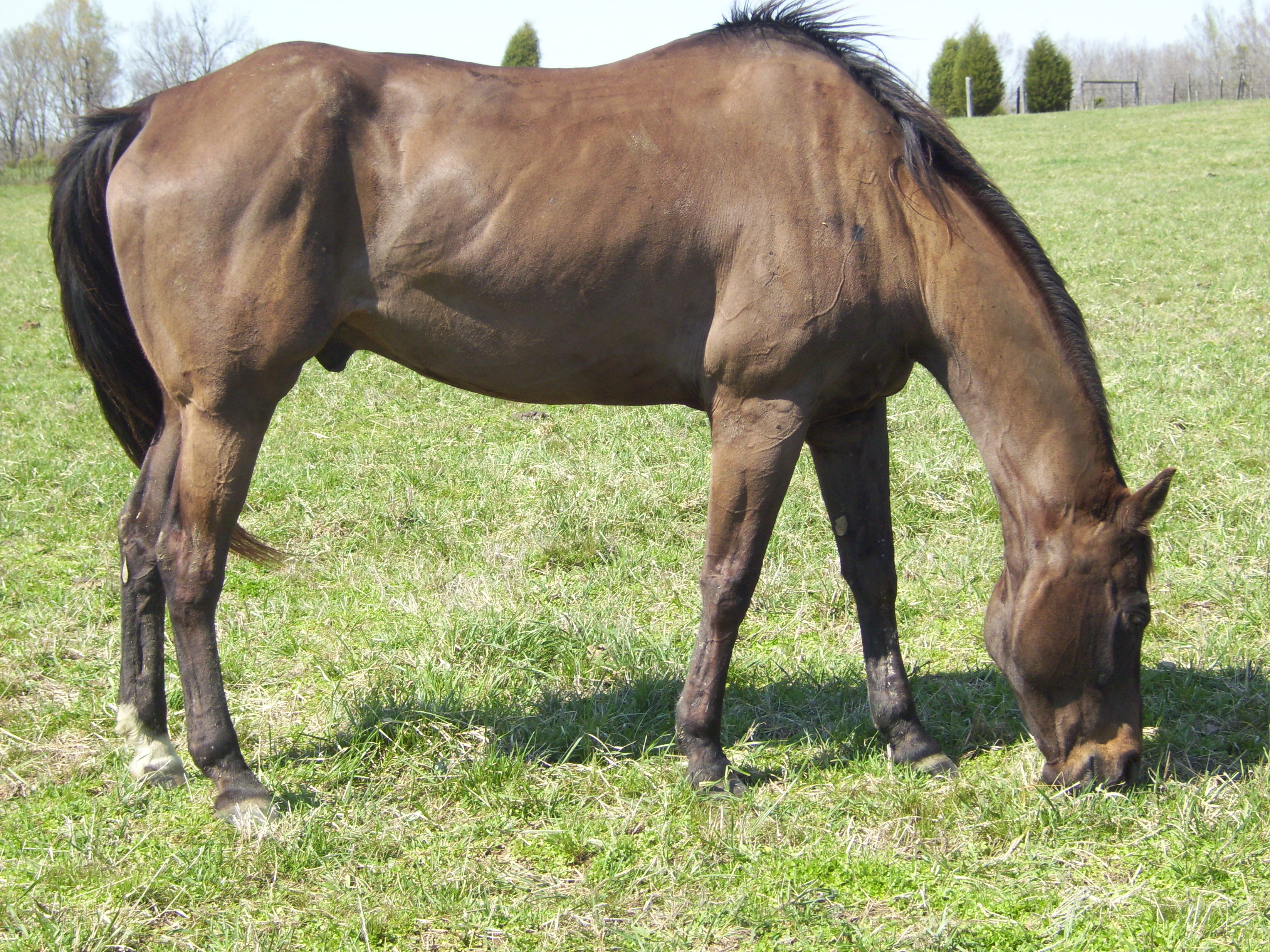 America's Equine Sanctuary